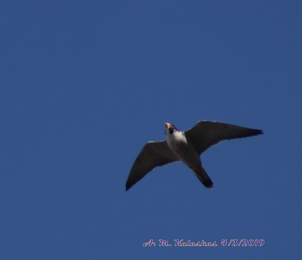 Halcón peregrino