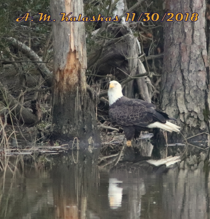 37.25,-76.71 College Landing Park, City of Williamsburg (Vereinigte Staaten von Amerika)