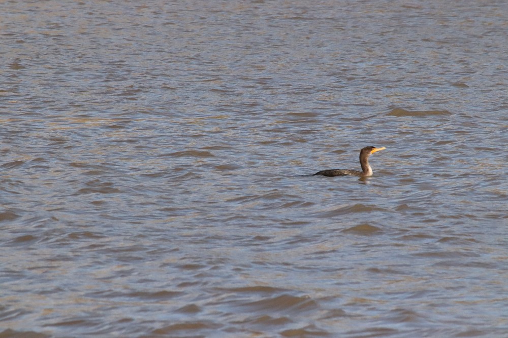 37.23,-76.70 College Creek Beach area, colonial Parkway Williamsburg va  (美国)