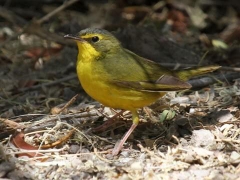 Parula pettogiallo