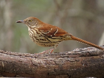 チャイロツグミモドキ