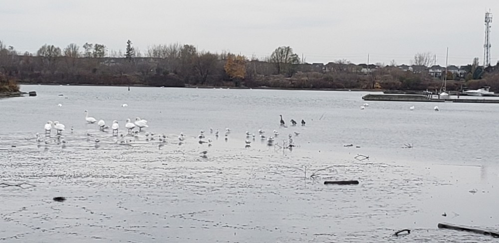 Whitby harbor (Canada)