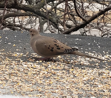 Oshawa Ontario (加拿大)