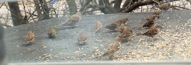 Oshawa Ontario (Canada)