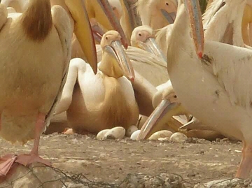 Parc National des oiseaux de Djoudj  (Sénégal)