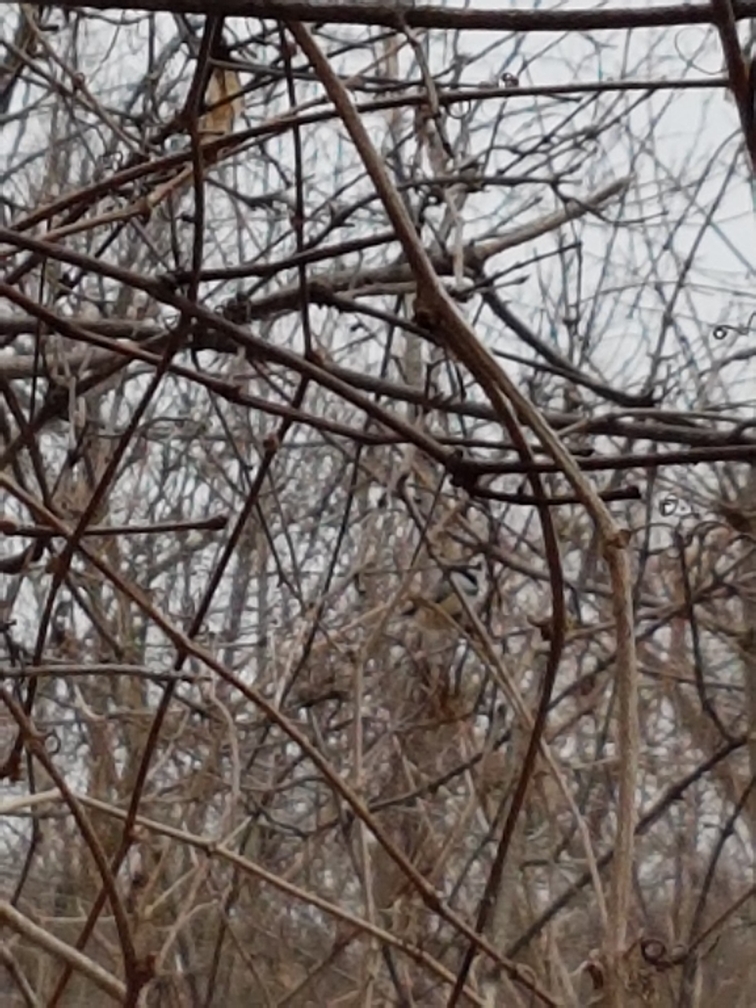 Black-capped Chickadee