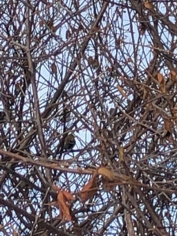 American Goldfinch