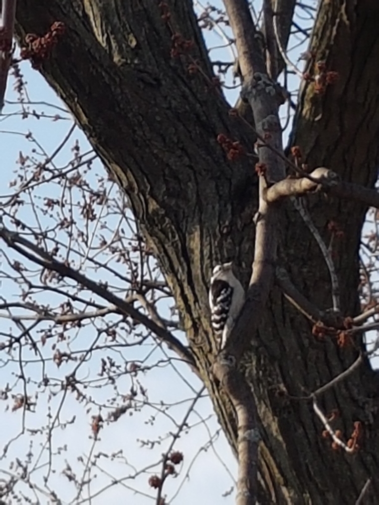 Downy Woodpecker