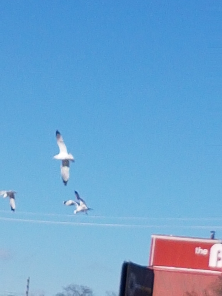 Galleria Mall, Parking Lot (Канада)