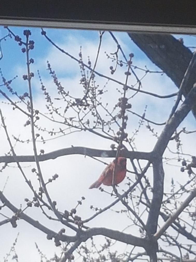 Cardenal Norteño