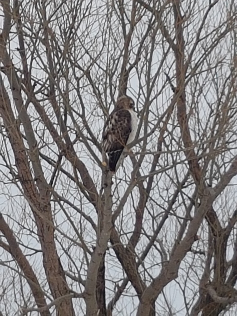 Red-tailed Hawk