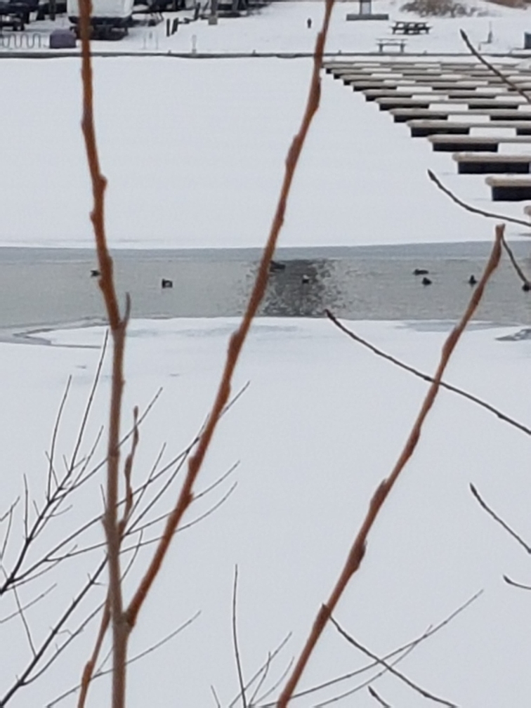 Long-tailed Duck