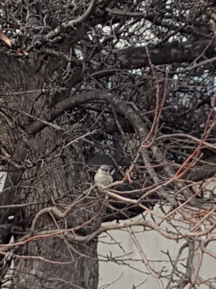 Northern Mockingbird