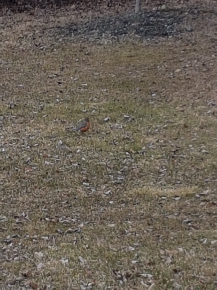 American Robin