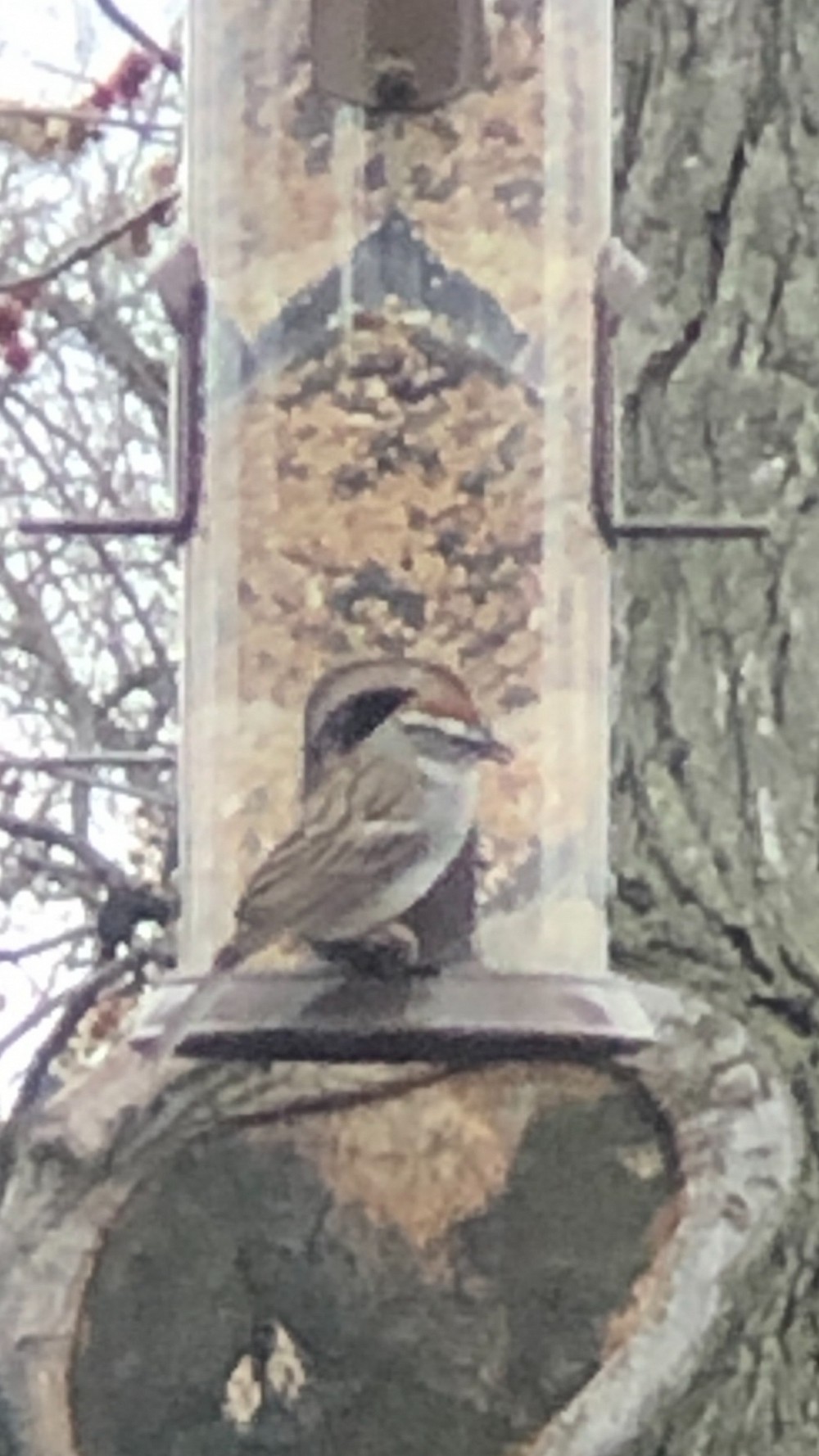 Chipping Sparrow