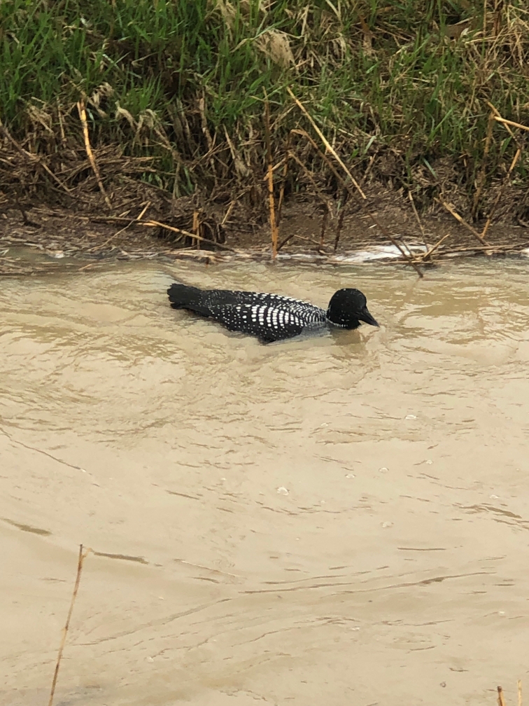 Common Loon