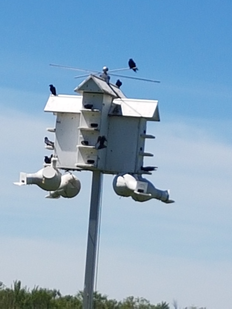 Purple Martin