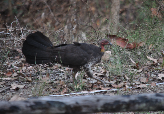 Megapodio australiano