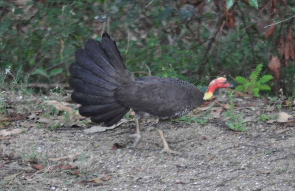 Talégalo cabecirrojo