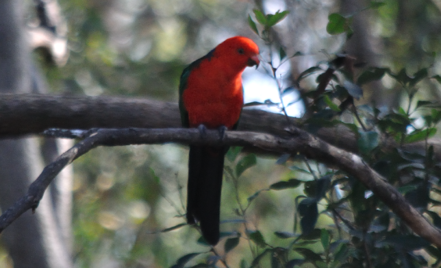 Australian King-Parrot