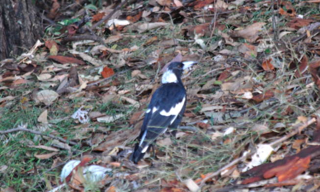 Australasian Magpie