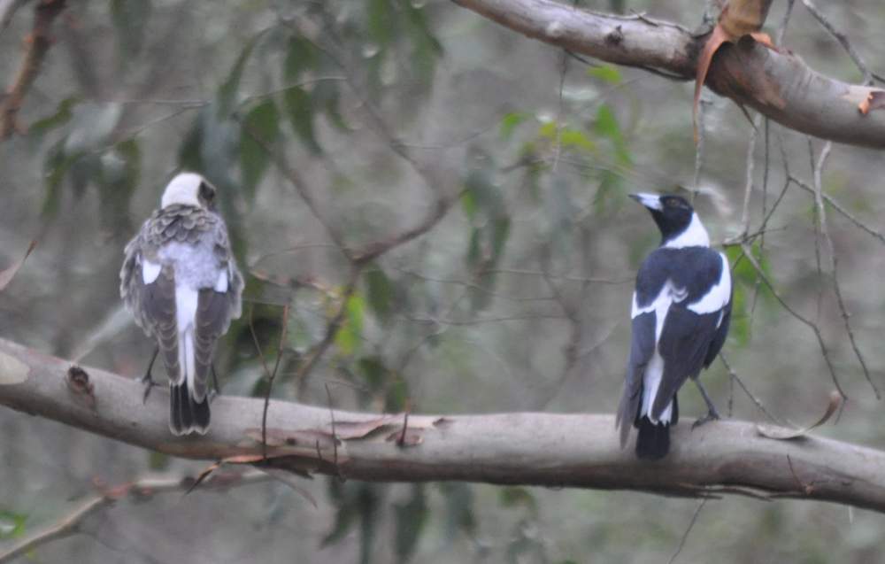 Australasian Magpie