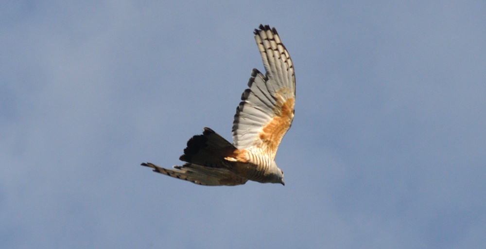 Pacific Baza