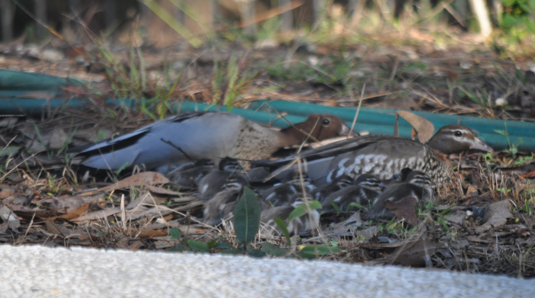 Canard branchu
