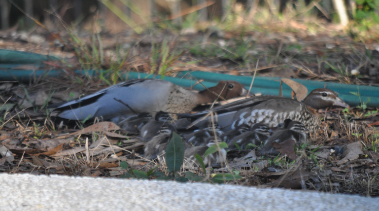 Wood Duck