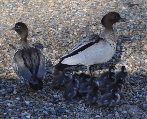 Wood Duck