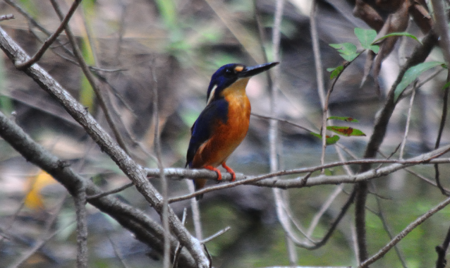 Azure Kingfisher