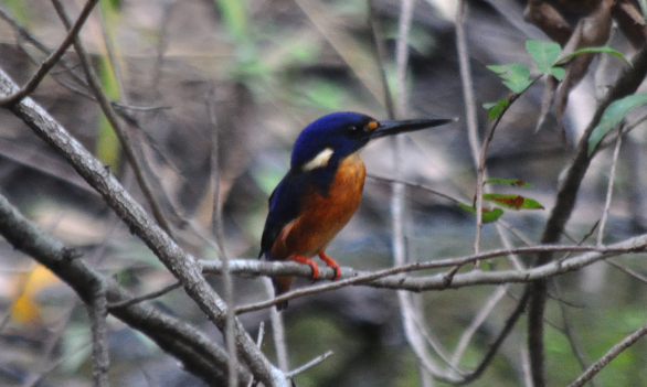 Azure Kingfisher