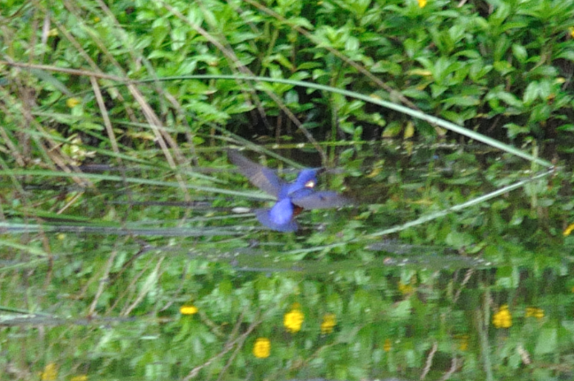 Azure Kingfisher