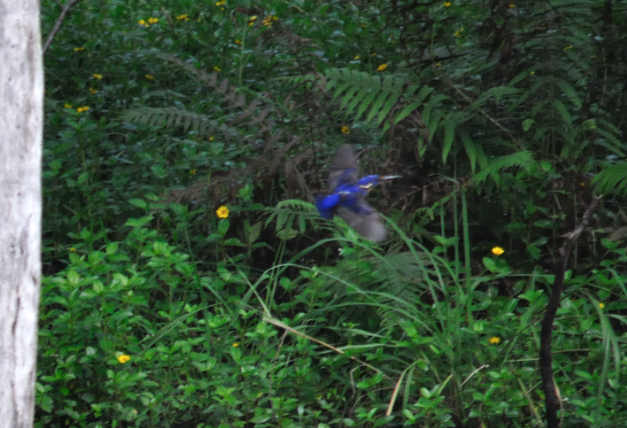 Azure Kingfisher