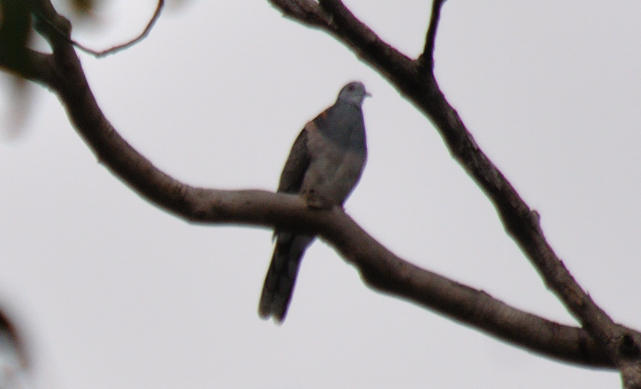 Bar-shouldered Dove