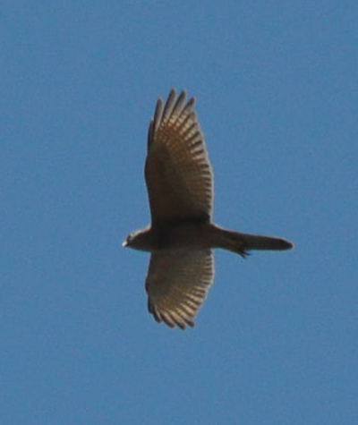 Brown Goshawk