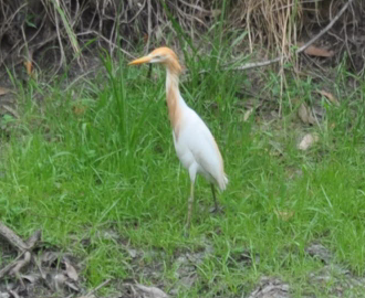 Cattle Egret