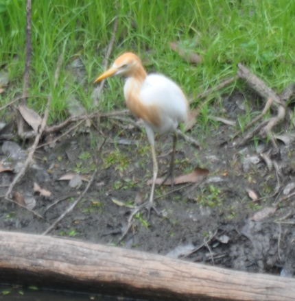 Cattle Egret