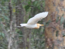 Cattle Egret