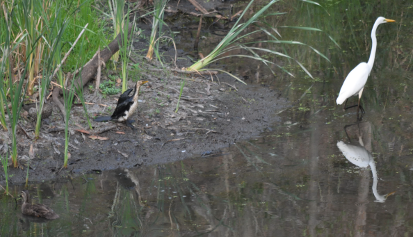 Little Pied Cormorant