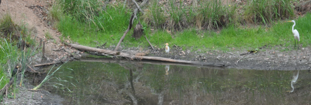 Cattle Egret