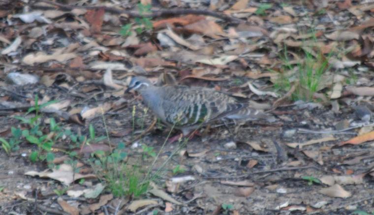 Common Bronzewing