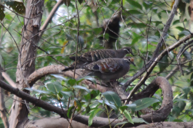 Common Bronzewing