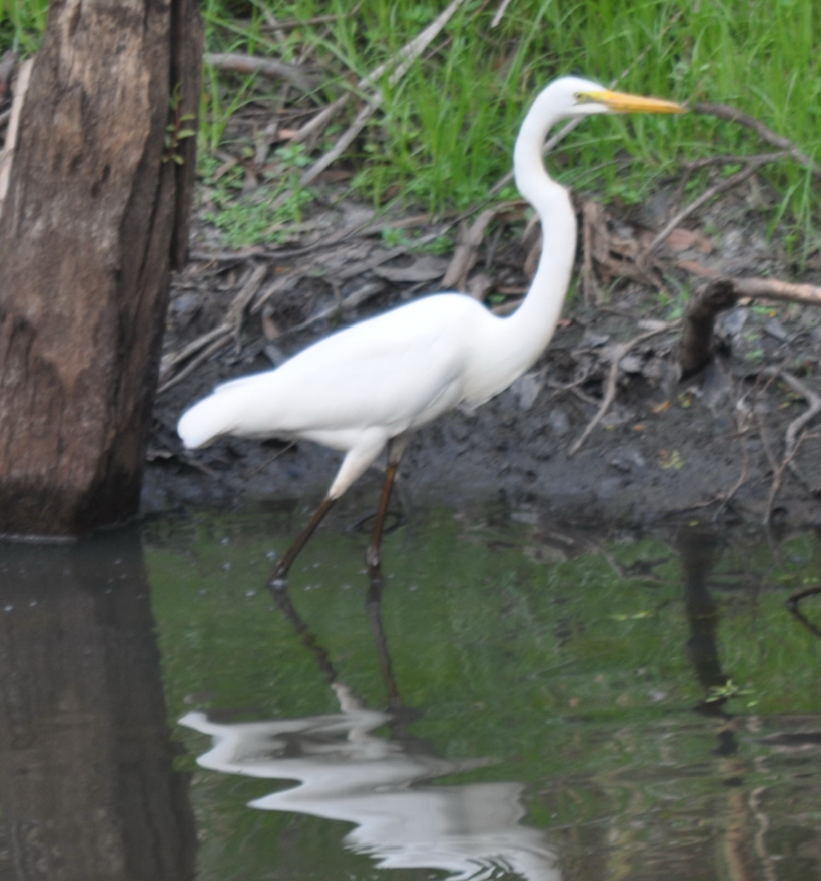 Great Egret