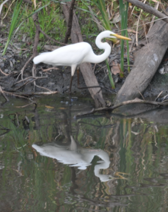 Great Egret