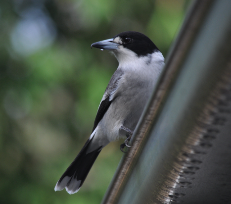 Graurücken-Metzgervogel