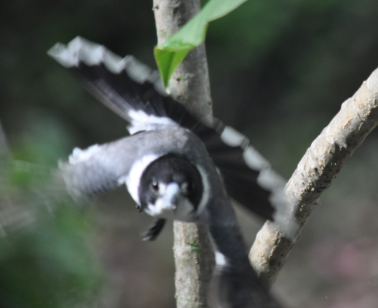 Gray Butcherbird