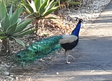 Indian Peafowl