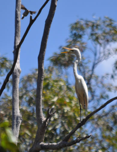 Intermediate Egret