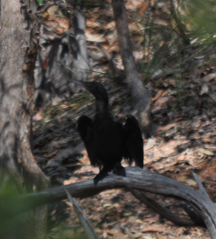 Cormoran noir